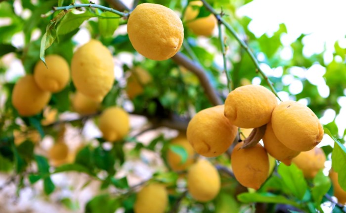 The Revenge of the Lemon&nbsp;Tree