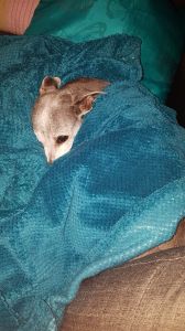 greyhound with blue blanket