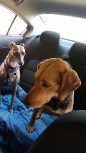 two dogs in car