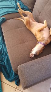 brown dog on grey couch